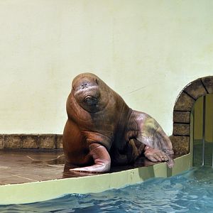 Walrus