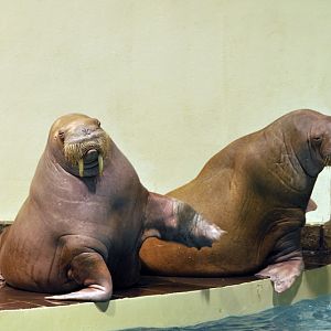 Walrus