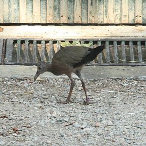 Canada de los Pájaros - parque de aves
