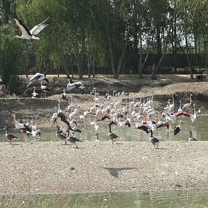 Canada de los Pájaros - parque de aves