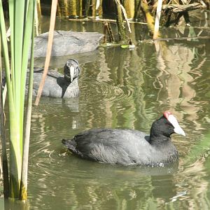 Canada de los Pájaros - parque de aves