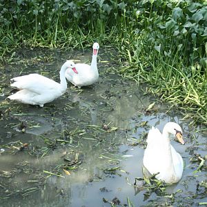 Canada de los Pájaros - parque de aves