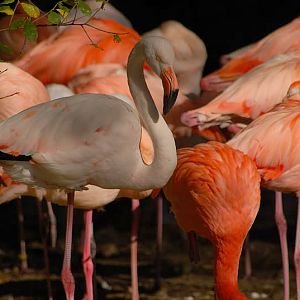 Greater Flamingo
