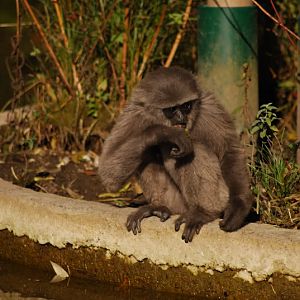 Silvery gibbon offspring