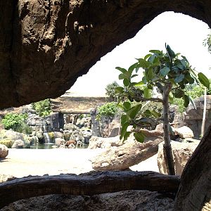 Fake hollow trunk inside viewing