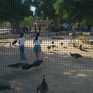 Girls in with the peafowl