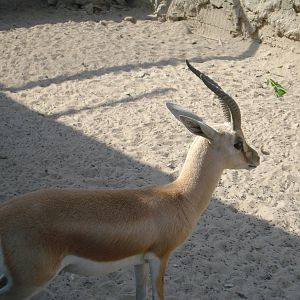 Dorcas gazelle
