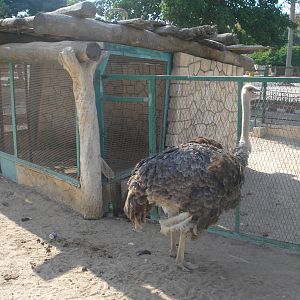 Ostrich