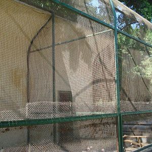 Guineafowl aviaries