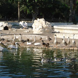Waterfowl pond