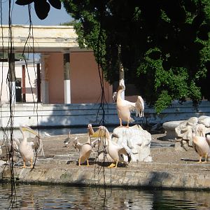 Pelicans