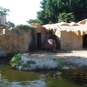 Hippo