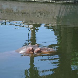 Hippo