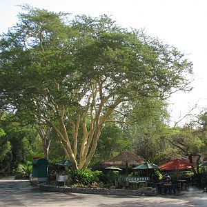 Nairobi Village - Acacia Tree