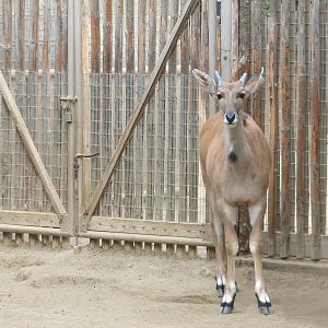 Nairobi Village - Young Eland in Nursery Kraal