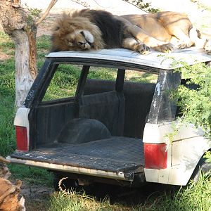 Lion Camp - African Lion on Vehicle