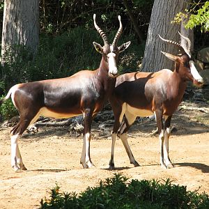 Heart of Africa - Bontebok