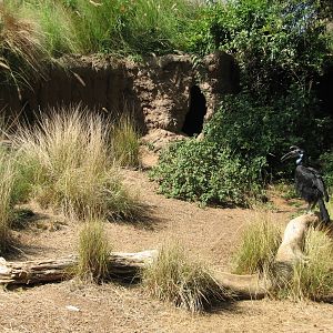 Heart of Africa - Ground Hornbill Exhibit