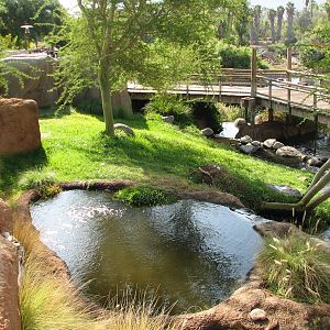 Heart of Africa - Southern Steenbok and Crowned Crane and Abdims Stork Exhi