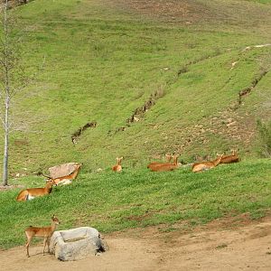 Central Africa Exhibit - Ugandan Kob