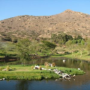 African Forest Exhibit