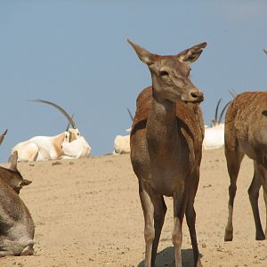 North Africa Exhibit - Barbary Red Deer and Scimitar-Horned Oryx