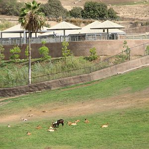 East Africa Exhibit - Nile Lechwe