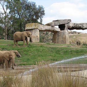 African Elephant Exhibit