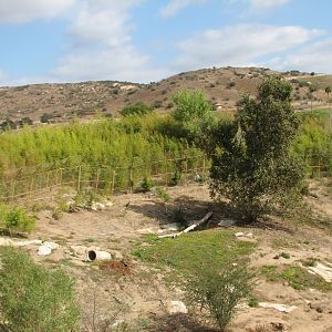 Sumatran Tiger Exhibit