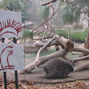 Condor Ridge - North American Porcupine
