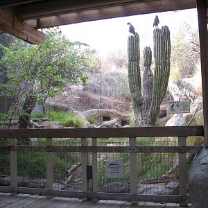 Condor Ridge - Western Harris Hawk Exhibit