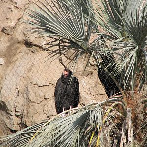 Condor Ridge - California Condor