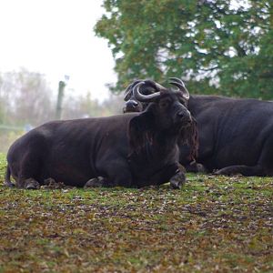 Knowsley Safari Park - Cape Buffalo
