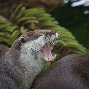 Knowsley Safari Park - Oriental Short-Clawed Otter