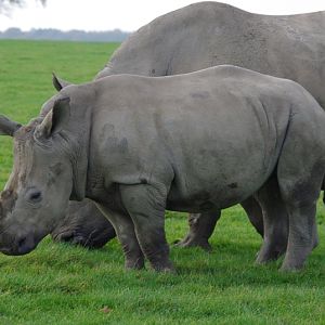 Knowsley Safari Park - White Rhino