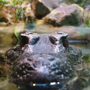 Schneider's Dwarf Caiman at Bioparco Rome 15/10/09