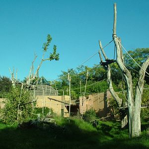 Chimp outdoor exhibit at Bioparco Rome 15/10/09