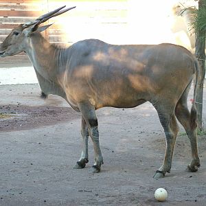 Common Eland at Bioparco Rome 15/10/09