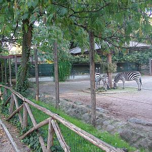 Grant's Zebra paddock at Bioparco Rome 15/10/09
