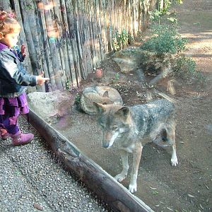 European Wolf viewing at Bioparco Rome 15/10/09