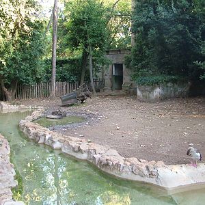 Pygmy Hippo exhibit at Bioparco Rome 15/10/09