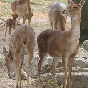 Brow-antlered deer; Chester Zoo; 3rd October 2009