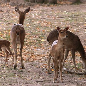Brow-antlered deer; Chester Zoo; 3rd October 2009