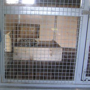 Old-Style Cat Housing