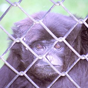 Male Kloss's Gibbon, Bilou, at Twycross 2005