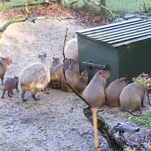 Capybaras at Marwell Wildlife, 15 November 2009