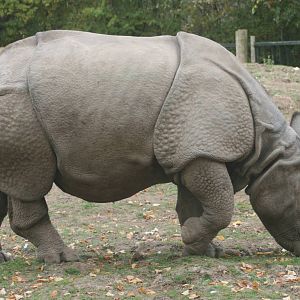 Indian rhinoceros; Chester Zoo; 2nd October 2009