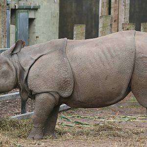Indian rhinoceros; Chester Zoo; 2nd October 2009