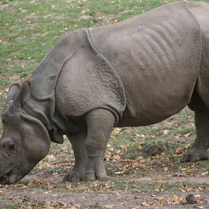 Indian rhinoceros; Chester Zoo; 3rd October 2009
