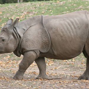 Indian rhinoceros; Chester Zoo; 3rd October 2009
